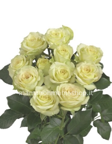 Roselline bianche a steli, prima scelta, cm 40