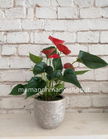Pianta di anthurium