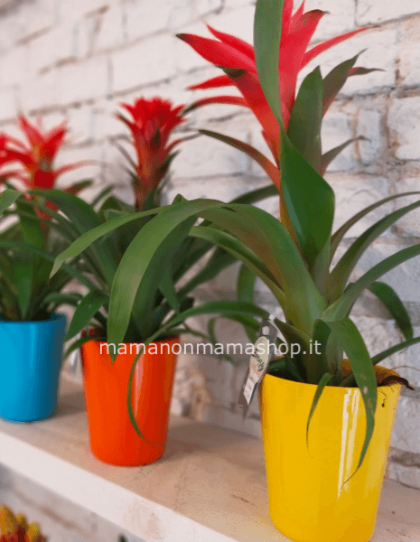 Guzmania con vaso colorato 